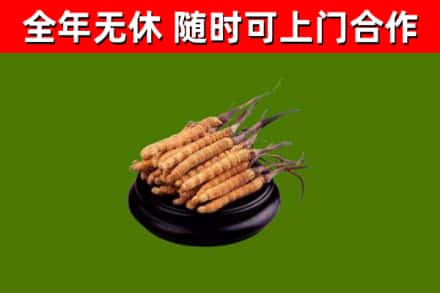 康定回收冬虫夏草
