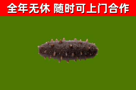 康定回收海参干